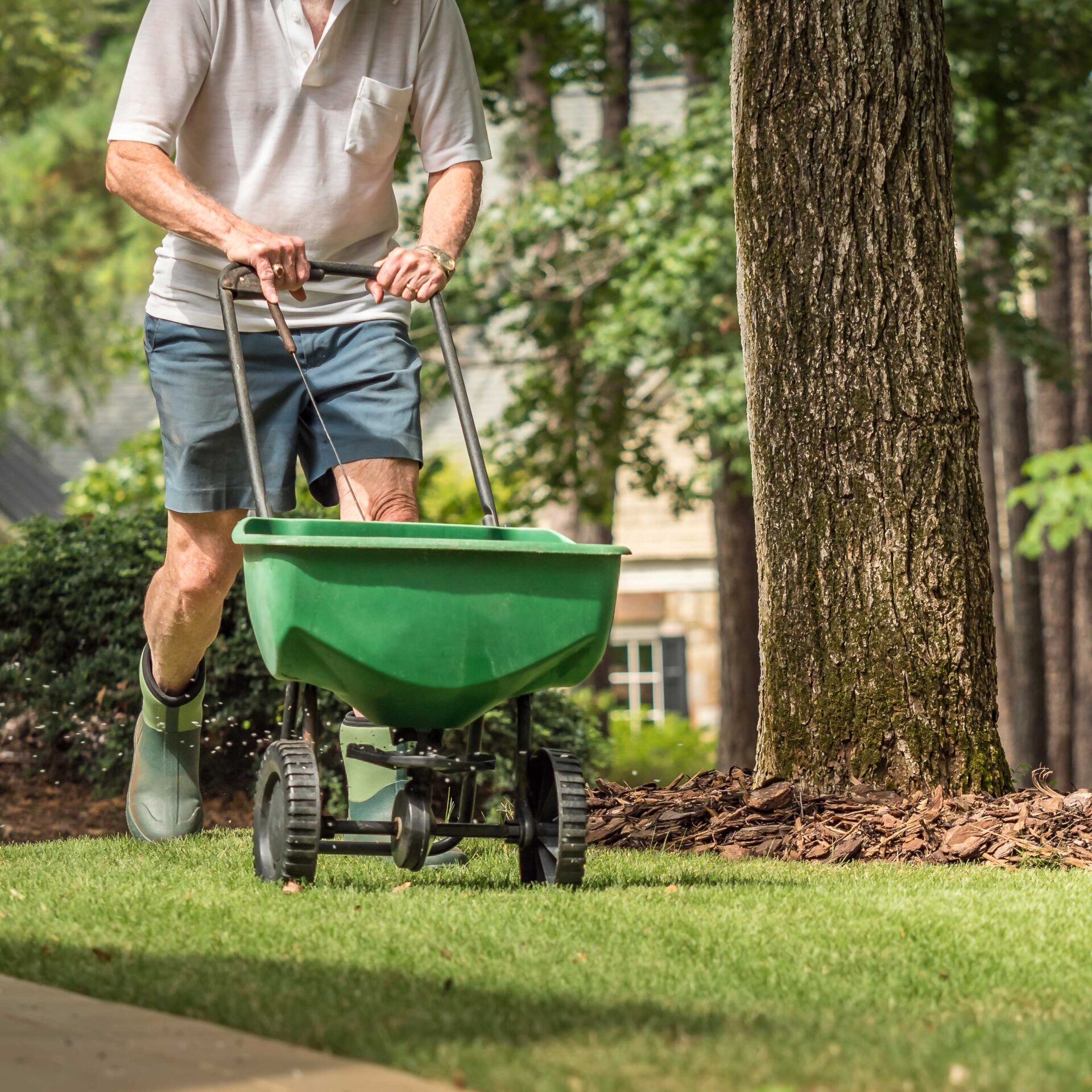 A person in a white shirt pushes a green lawn spreader across a grassy yard, surrounded by trees and a house in the background.