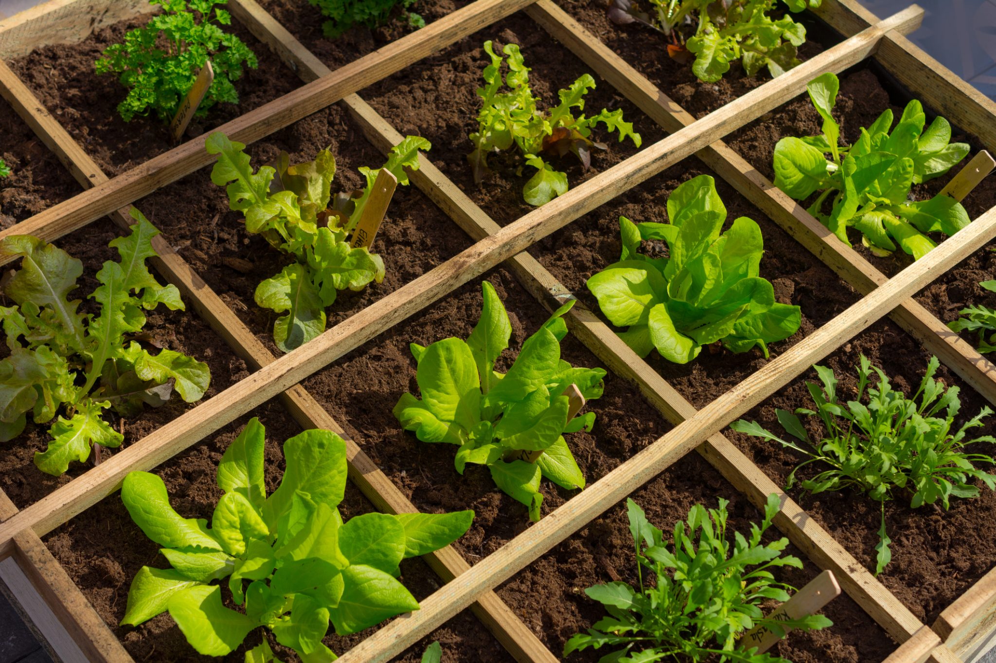 Wooden frames divide a thriving vegetable garden with lettuce and herbs, indicating an organized and flourishing home garden setup.