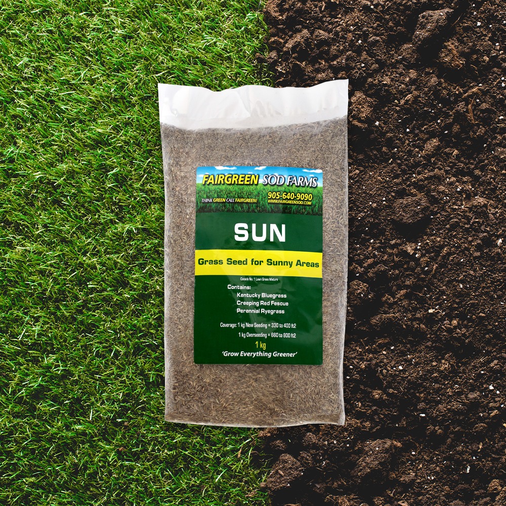 Sun Grass Seed