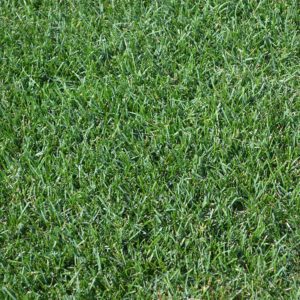 Close-up image of dense green grass covering the ground, showcasing lush blades with a uniform texture, suggesting a well-maintained lawn or field.