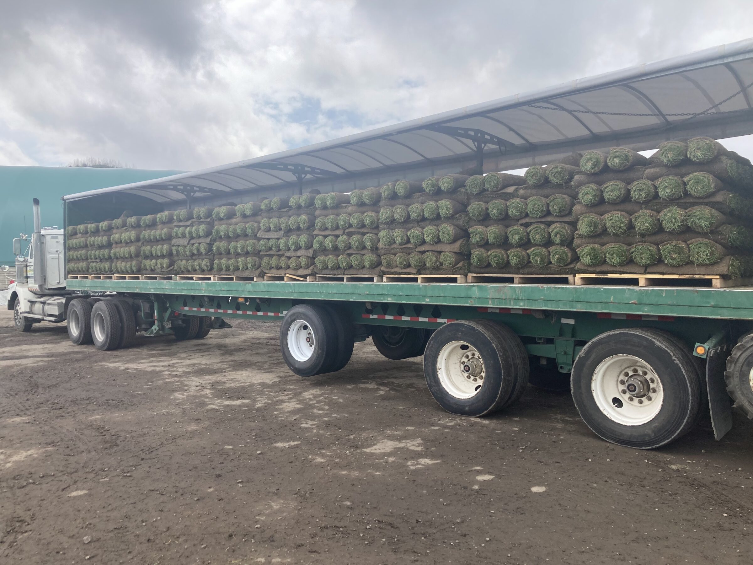 A large truck trailer loaded with rolls of sod under a canopy, parked on a dirt ground under a cloudy sky.