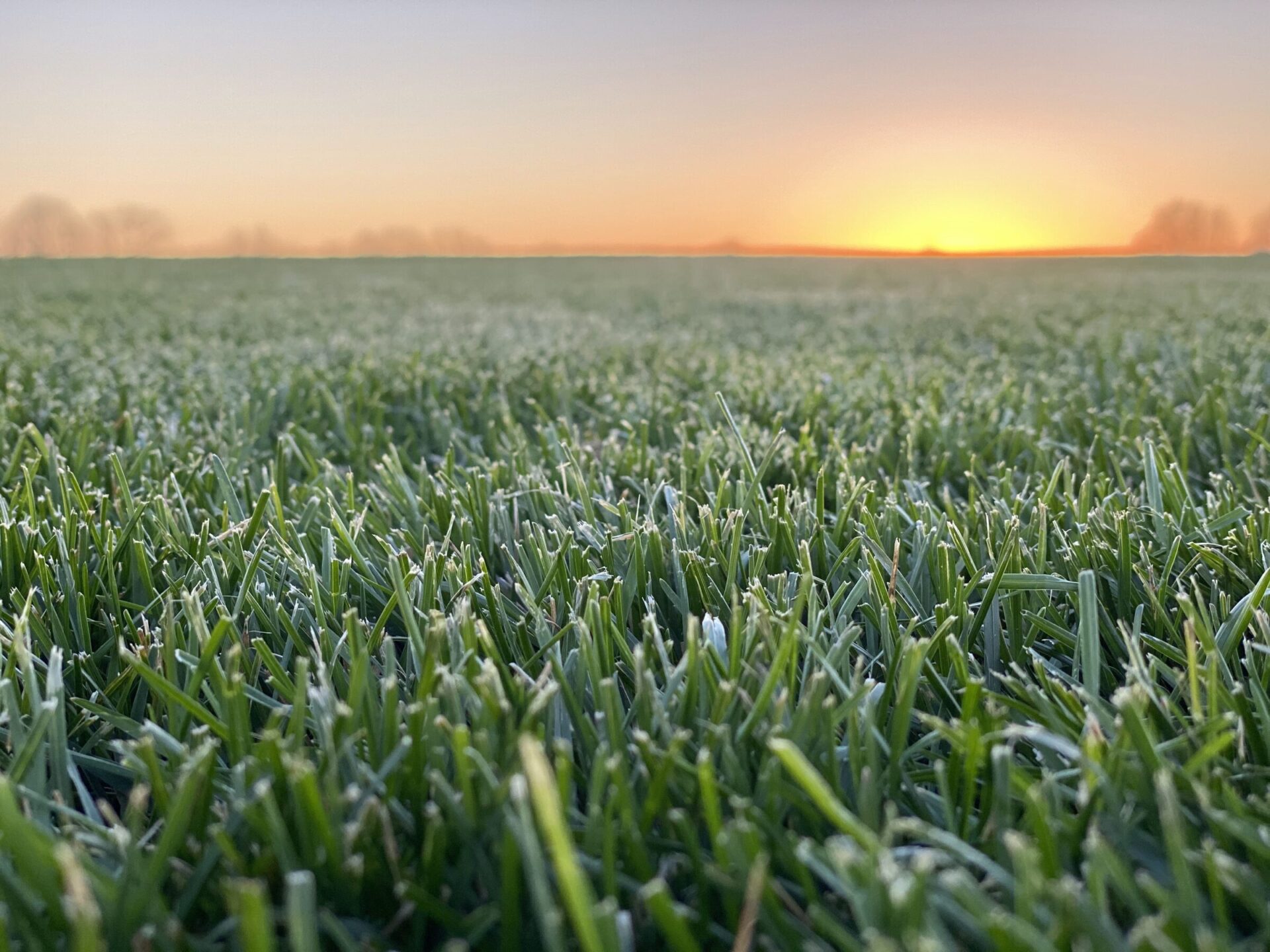 Close-up of dewy grass at sunrise, blurring in the distance with a golden horizon. Peaceful natural scenery without any human presence.