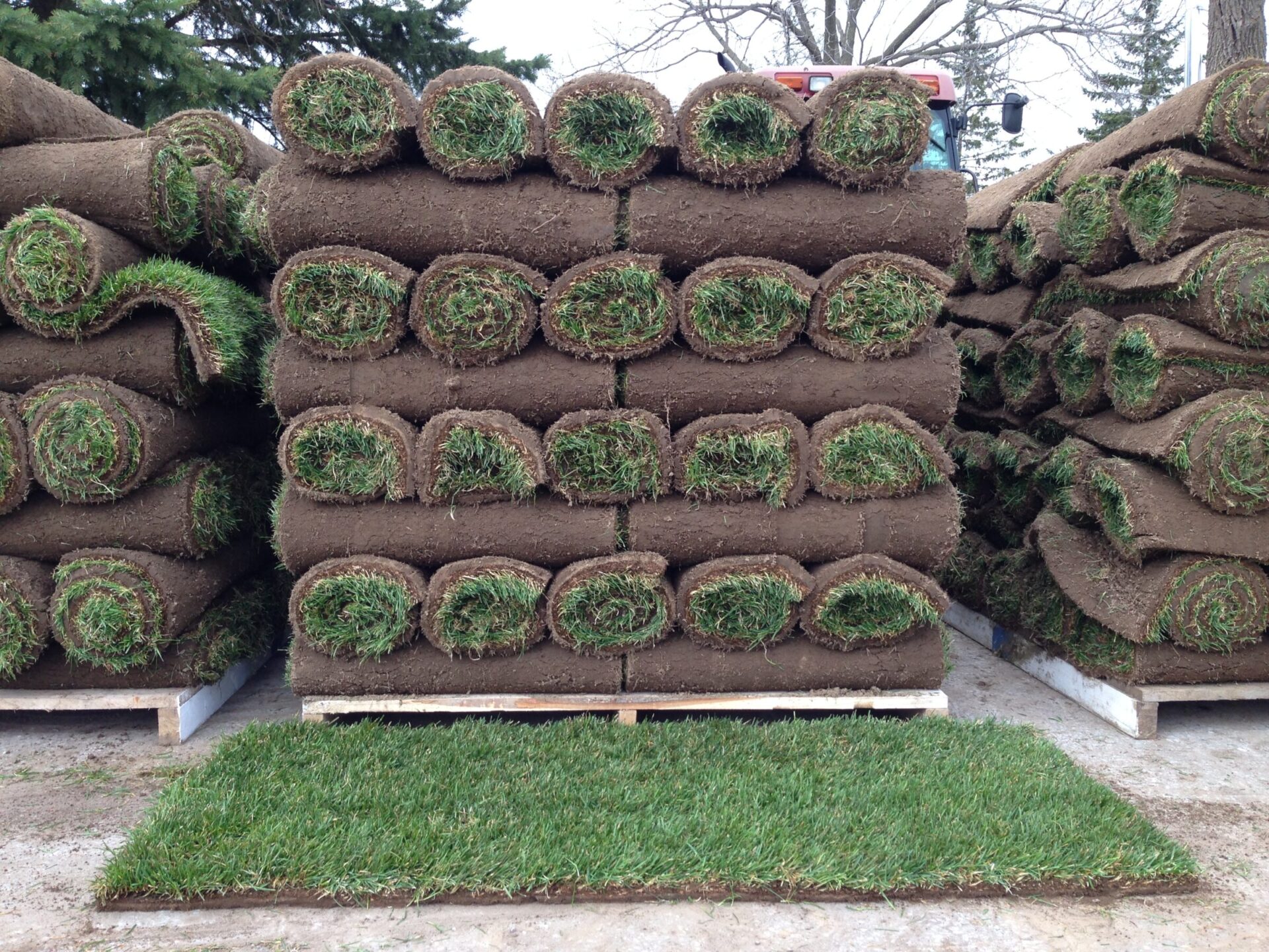 Rolls of sod stacked on pallets with green grass showing. A single sod roll lies open on the ground, backgrounded by trees.