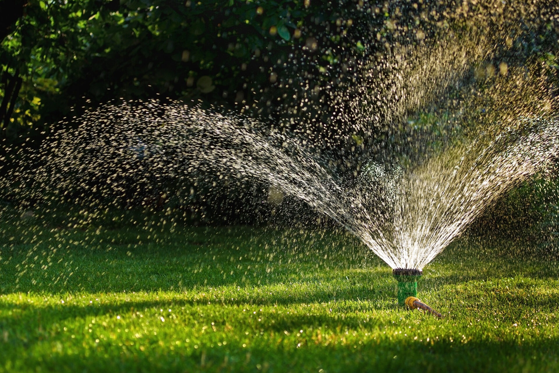 A sprinkler waters a lush green lawn in a garden, with sunlight creating a sparkling effect on the droplets.