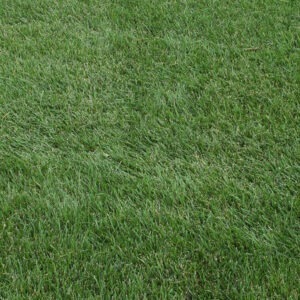 A close-up of lush, green grass covering the ground, showing individual blades and creating a dense, uniform texture across the entire image.