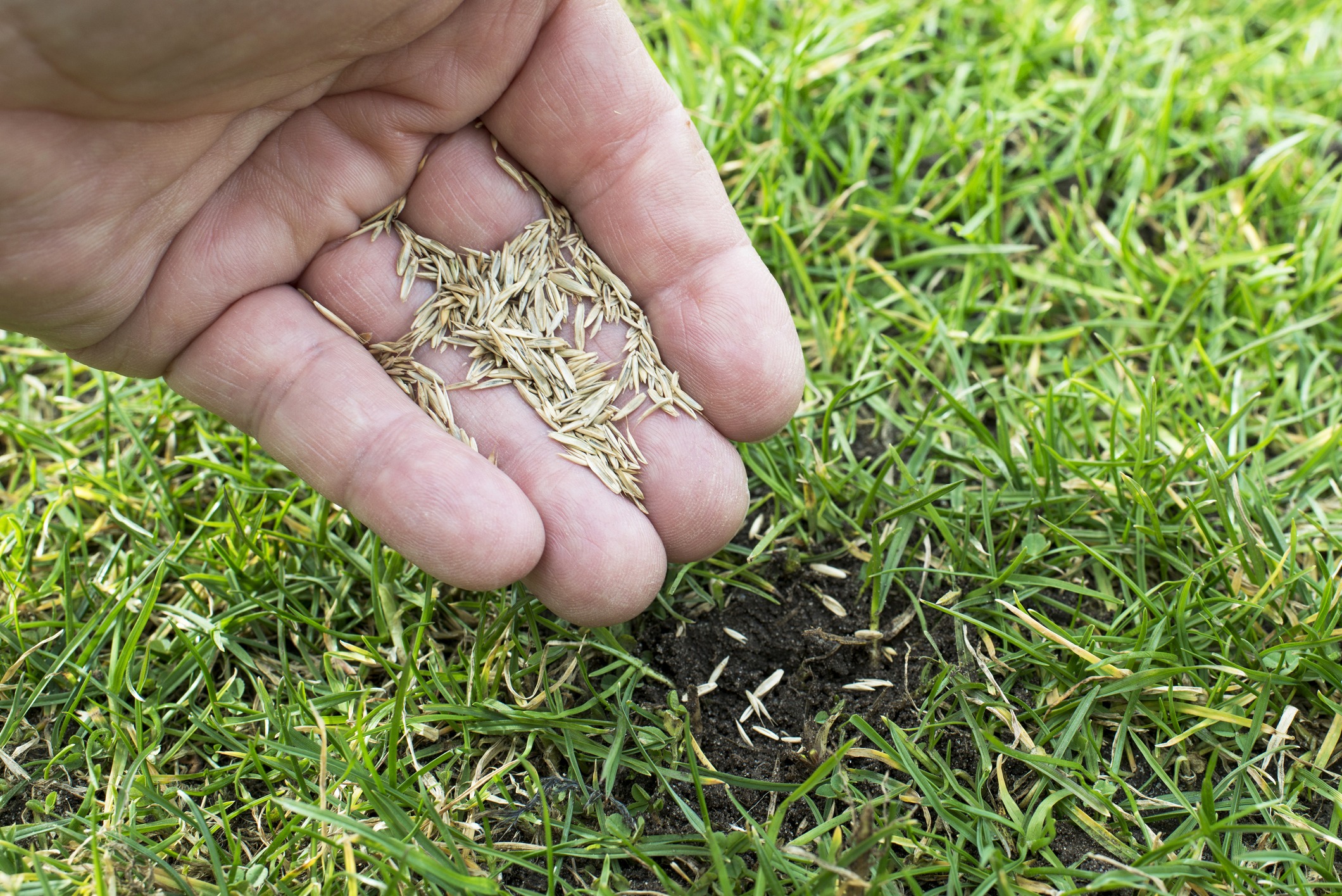 A person’s hand holds and scatters grass seeds over a patchy lawn, promoting growth and lawn restoration in a close-up outdoor scene.