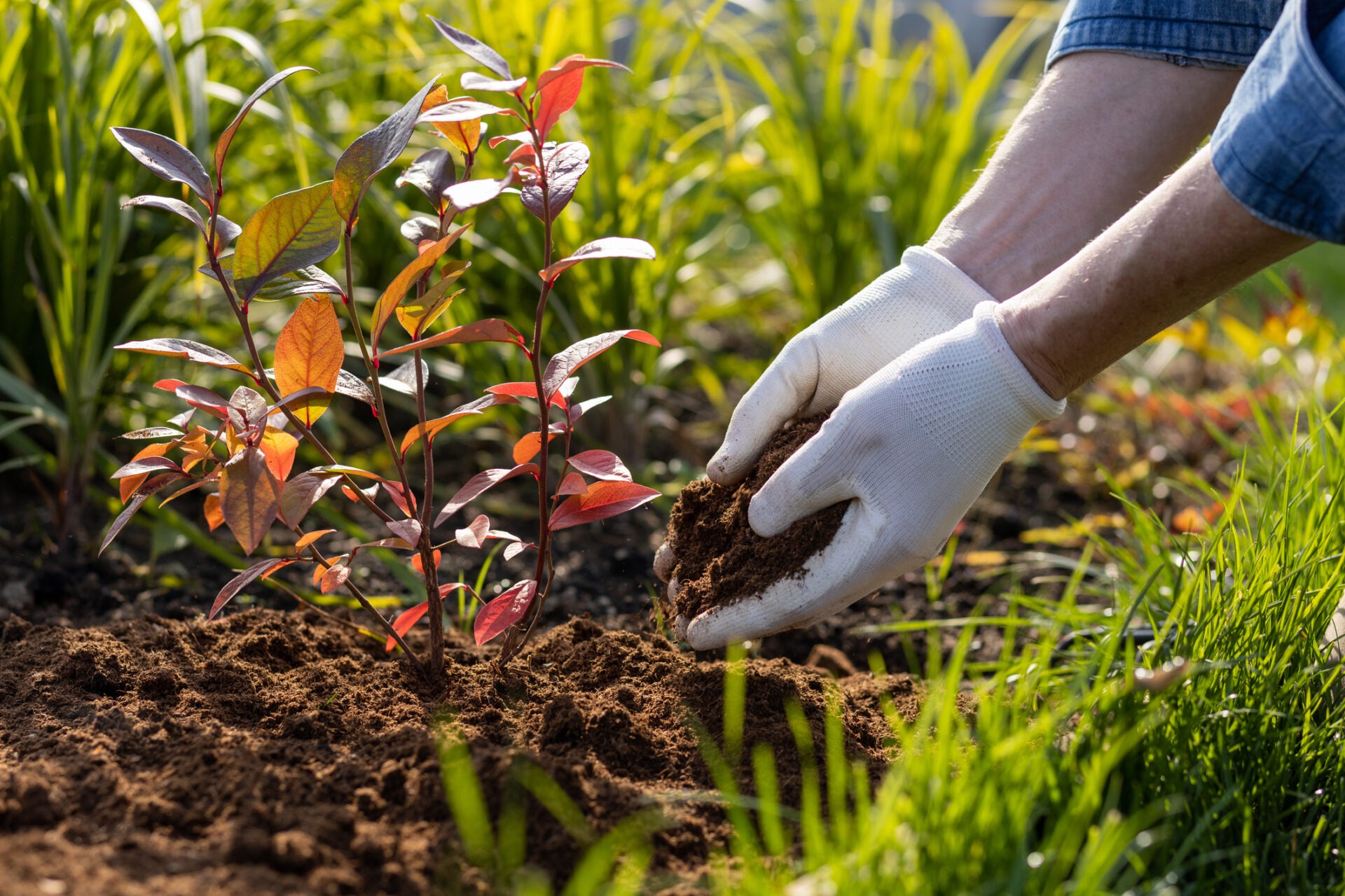 A person putting mulch in their garden