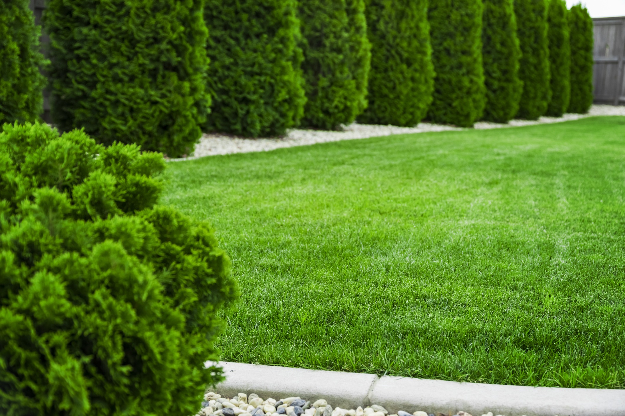 Green lawn in a backyard