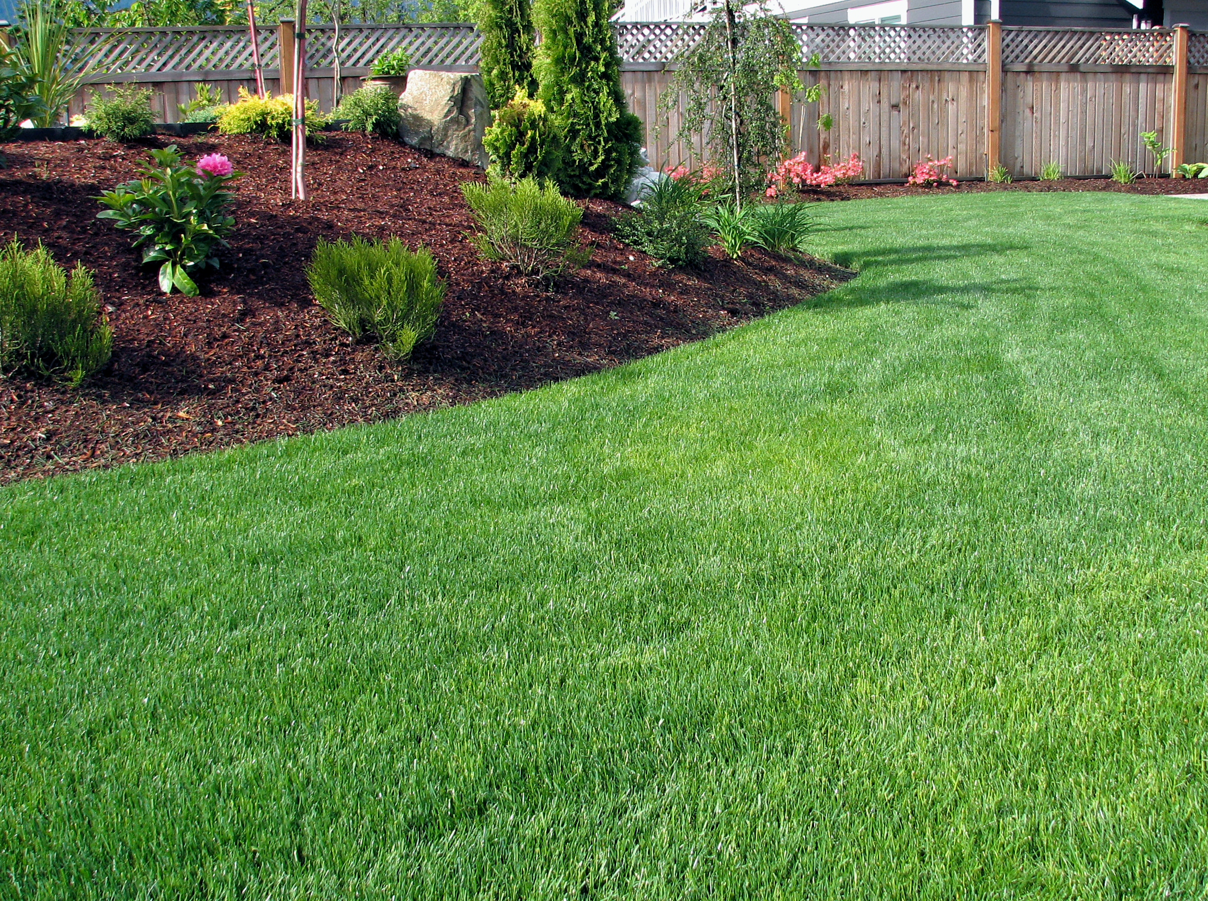 An inviting garden with vibrant green lawn and shrubs in a flower beds, creating an inviting backyard atmosphere.