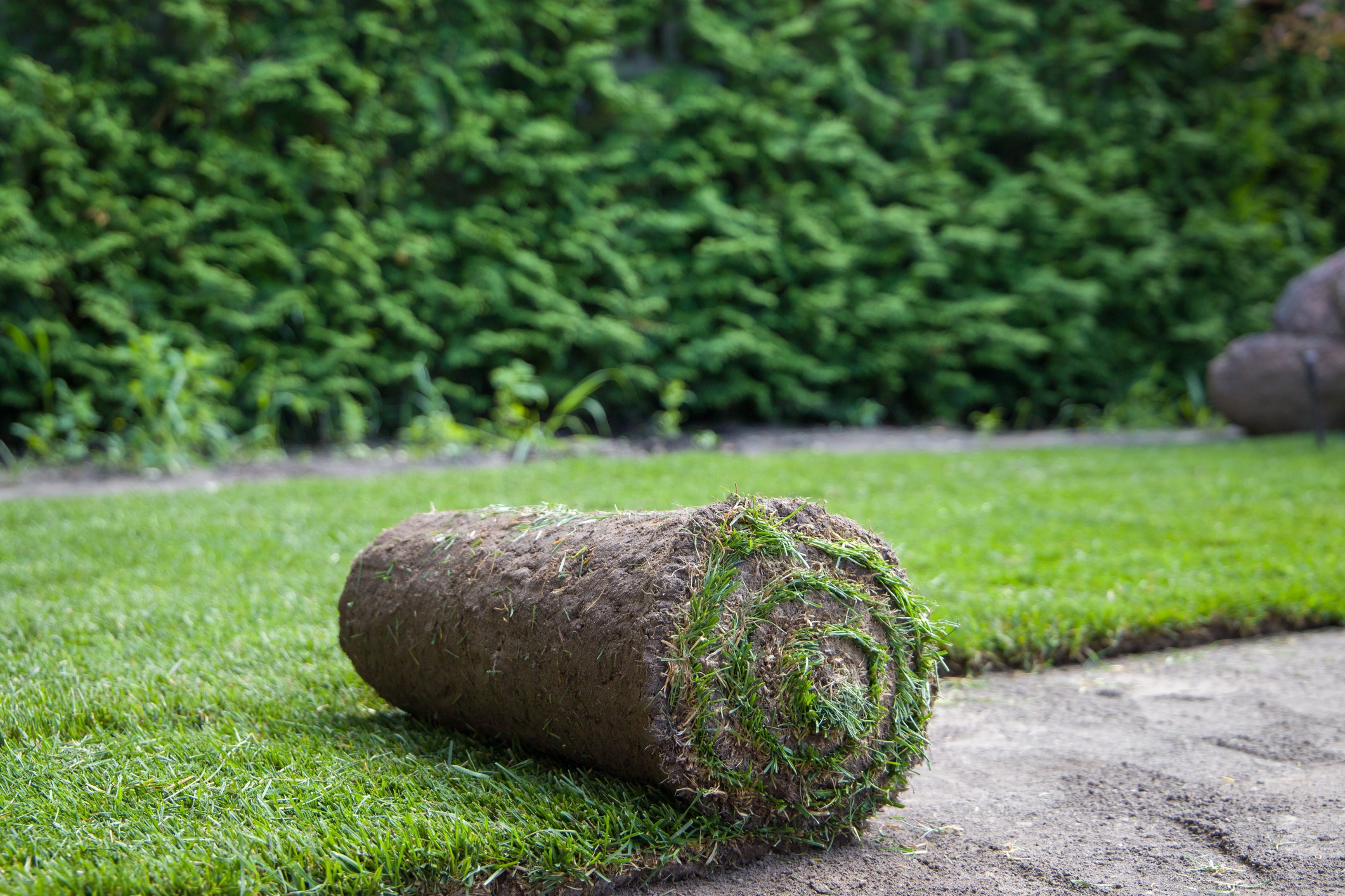 A rolled-up sod lies on the ground, ready for installation. Fresh green grass and a dense green hedge are visible in the background.