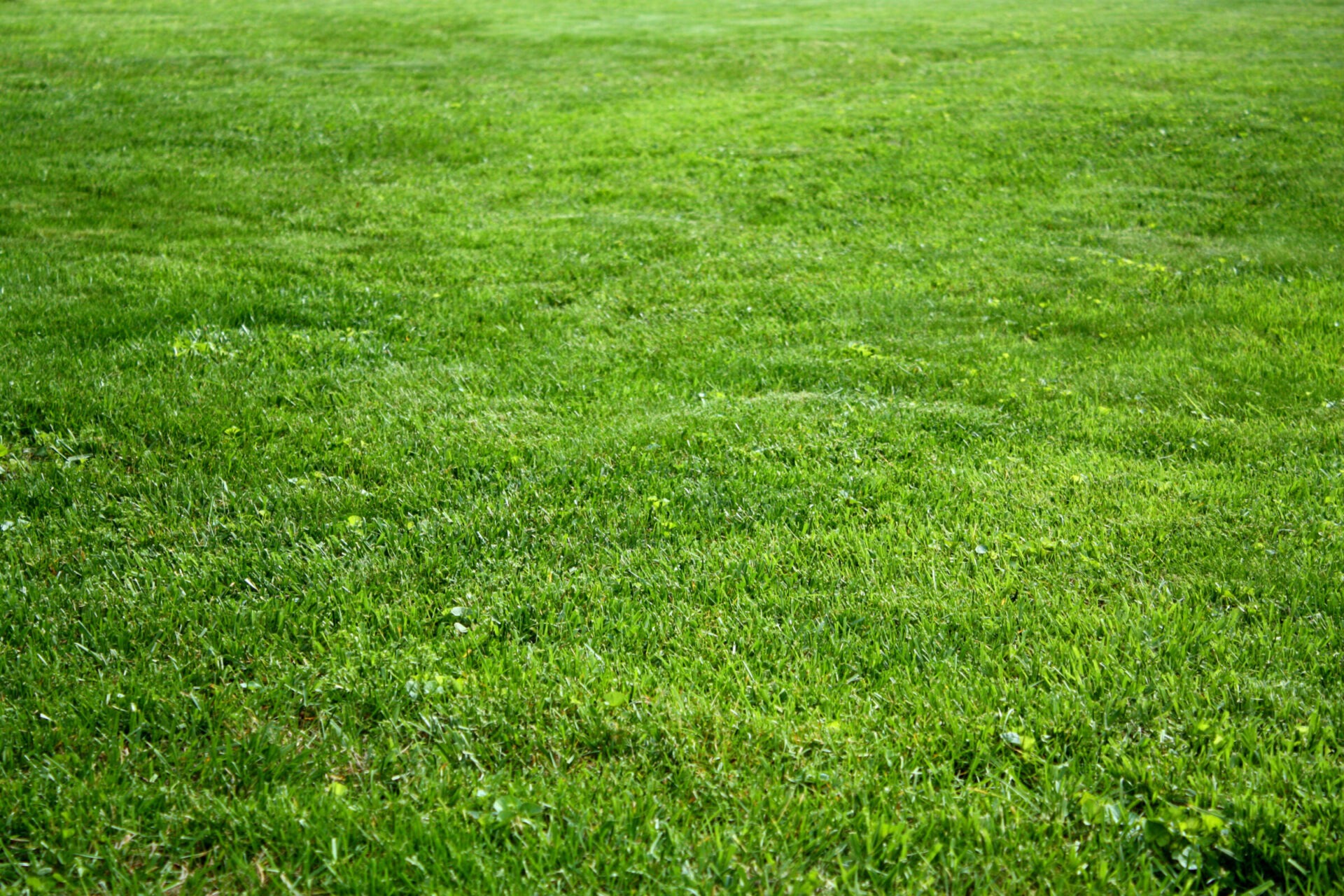 A vast, lush green lawn with evenly trimmed grass under bright sunlight, creating a vibrant, serene outdoor landscape scene. No people or landmarks visible.